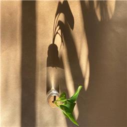 תמונה של פרג גינון אקולוגי