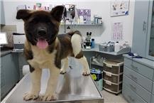 תמונה שצולמה להמחשת העבודות של ד״ר סילביה אנדראוס ח'ורי מרפאה וטרינרית