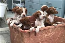 תמונה שצולמה להמחשת העבודות של ד״ר סילביה אנדראוס ח'ורי רופאים וטרינרים