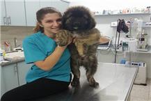 תמונה שצולמה להמחשת העבודות של ד״ר סילביה אנדראוס ח'ורי טיפולי חירום לבעלי חיים