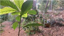 תמונה של ליאור וגמן שירותי גינון