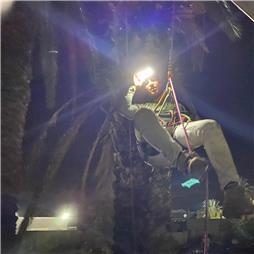 תמונה של מ.ש גיזום וכריתת עצים