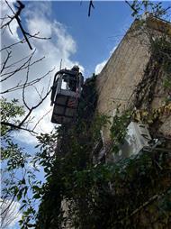 תמונה של מ.ש גיזום וכריתת עצים