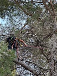 תמונה של מ.ש גיזום וכריתת עצים