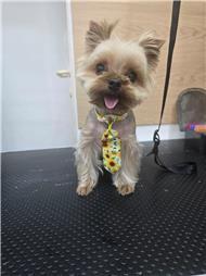 תמונה של R.K Pet Spa - ר.ק פט ספא