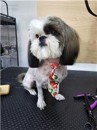 תמונה של R.K Pet Spa - ר.ק פט ספא