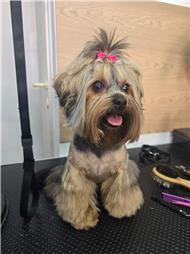 תמונה של R.K Pet Spa - ר.ק פט ספא