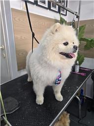 תמונה שצולמה להמחשת העבודות של R.K Pet Spa - ר.ק פט ספא תמונה של R.K Pet Spa - ר.ק פט ספא