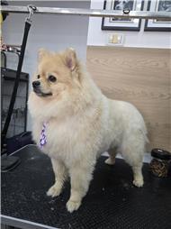 תמונה שצולמה להמחשת העבודות של R.K Pet Spa - ר.ק פט ספא תמונה של R.K Pet Spa - ר.ק פט ספא