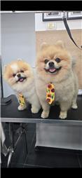 תמונה של R.K Pet Spa - ר.ק פט ספא