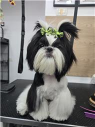 תמונה של R.K Pet Spa - ר.ק פט ספא