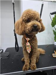 תמונה של R.K Pet Spa - ר.ק פט ספא