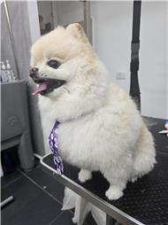 תמונה שצולמה להמחשת העבודות של R.K Pet Spa - ר.ק פט ספא תמונה של R.K Pet Spa - ר.ק פט ספא