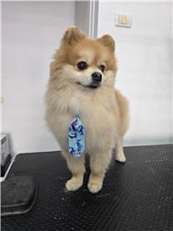 תמונה של R.K Pet Spa - ר.ק פט ספא