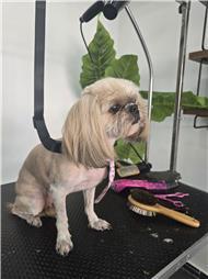 תמונה של R.K Pet Spa - ר.ק פט ספא