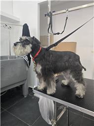 תמונה שצולמה להמחשת העבודות של R.K Pet Spa - ר.ק פט ספא תמונה של R.K Pet Spa - ר.ק פט ספא