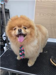 תמונה של R.K Pet Spa - ר.ק פט ספא