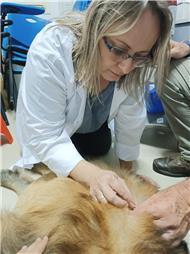 תמונה של רפואה משלימה ודיקור סיני לבע"ח Victoria & PetMedical