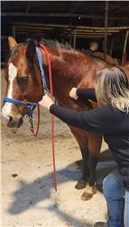 תמונה של רפואה משלימה ודיקור סיני לבע"ח Victoria & PetMedical