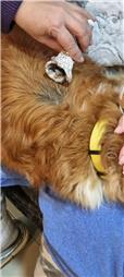 תמונה של רפואה משלימה ודיקור סיני לבע"ח Victoria & PetMedical