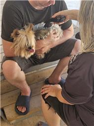 תמונה של רפואה משלימה ודיקור סיני לבע"ח Victoria & PetMedical