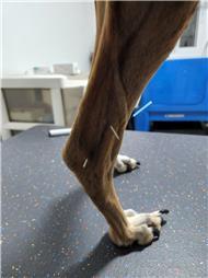תמונה של רפואה משלימה ודיקור סיני לבע"ח Victoria & PetMedical