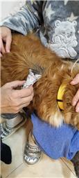תמונה של רפואה משלימה ודיקור סיני לבע"ח Victoria & PetMedical