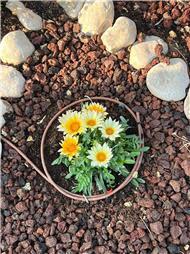 תמונה שצולמה להמחשת העבודות של fresh roots -גינון הקמה ותחזוקה תמונה של fresh roots -גינון הקמה ותחזוקה