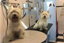 תמונה שצולמה להמחשת העבודות של הכלבתול של אלונה - 2 טיפול לכלבים