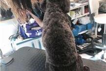 תמונה שצולמה להמחשת העבודות של הכלבתול של אלונה - 3 הכלבתול של אלונה