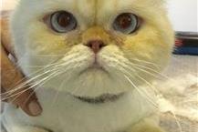 תמונה שצולמה להמחשת העבודות של הכלבתול של אלונה - 1 שירותי טיפוח לכלבים ולחתולים