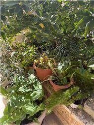 תמונה של fresh roots -גינון הקמה ותחזוקה