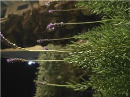 תמונה של fresh roots -גינון הקמה ותחזוקה
