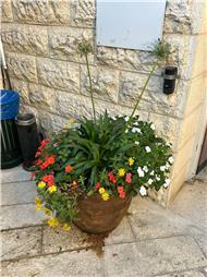 תמונה של fresh roots -גינון הקמה ותחזוקה