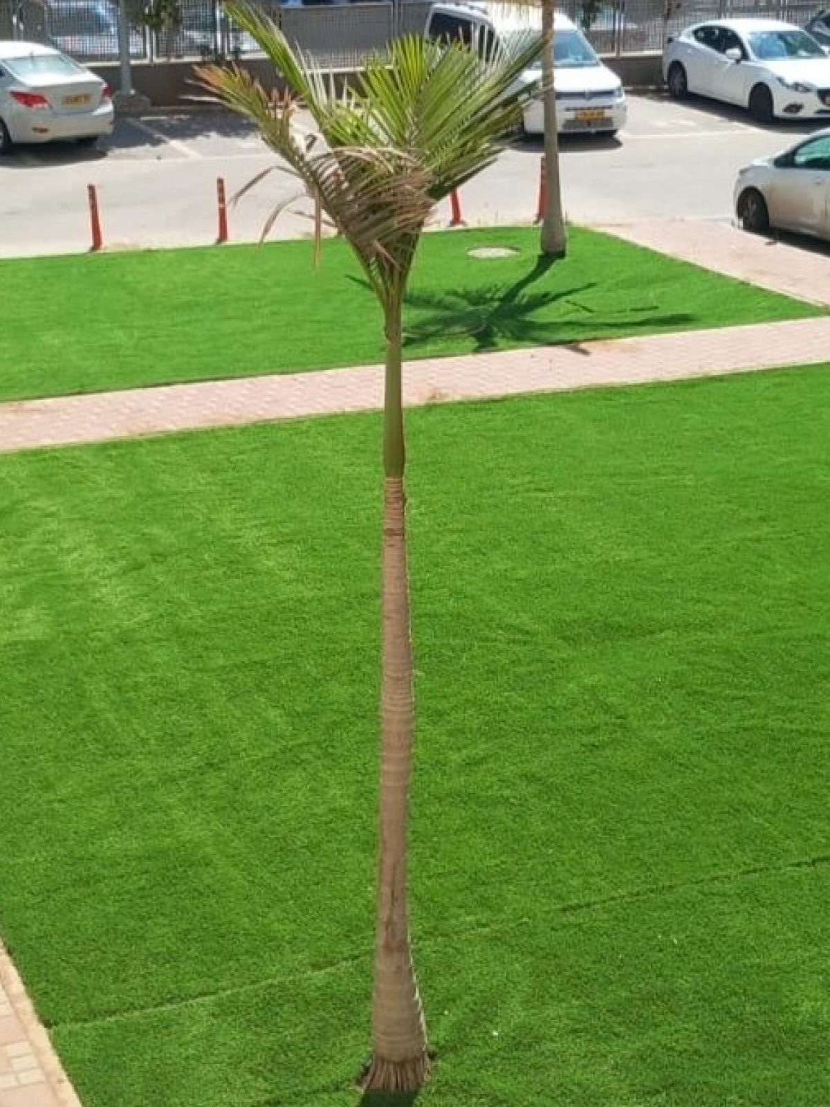 תמונה שצולמה להמחשת העבודות של הגן הקסום תמונה של הגן הקסום