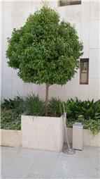 תמונה של נוף אחר