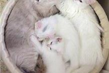 תמונה שצולמה להמחשת העבודות של ד"ר דניאל רונן טיפולים רפואיים לחתולים