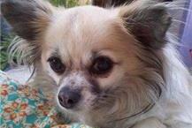 תמונה שצולמה להמחשת העבודות של ד"ר דניאל רונן וטרינר מוסמך במבשרת ציון