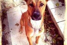 תמונה שצולמה להמחשת העבודות של ד"ר דניאל רונן מרפאה וטרינרית במבשרת ציון