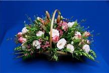 פרחים וצמחי נוי