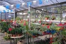 תמונה שצולמה להמחשת העבודות של משתלת לירונוי - המרכז לאומנות הנוי - 2 משתלה בנהריה