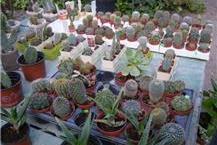 תמונה שצולמה להמחשת העבודות של משתלת לירונוי - המרכז לאומנות הנוי - 1 צמחי בית וגן