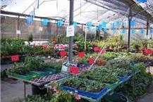 תמונה שצולמה להמחשת העבודות של משתלת לירונוי - המרכז לאומנות הנוי - 3 מגוון שתילים וצמחים