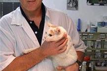 תמונה שצולמה להמחשת העבודות של ד"ר א.מרכז וטרינרי - בני ספיר ד"ר בני ספיר - וטרינר בירושלים