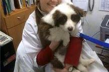 תמונה שצולמה להמחשת העבודות של ד"ר א.מרכז וטרינרי - בני ספיר מרפאה וטרינרית איכותית בירושלים