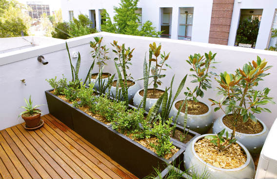 צמחים במרפסת